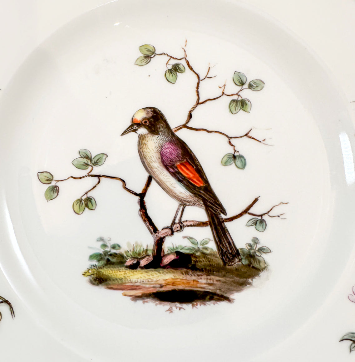 1820's Meissen porcelain scalloped rim plate with decoration of bird, insects and flowers