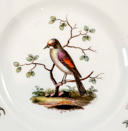 1820's Meissen porcelain scalloped rim plate with decoration of bird, insects and flowers